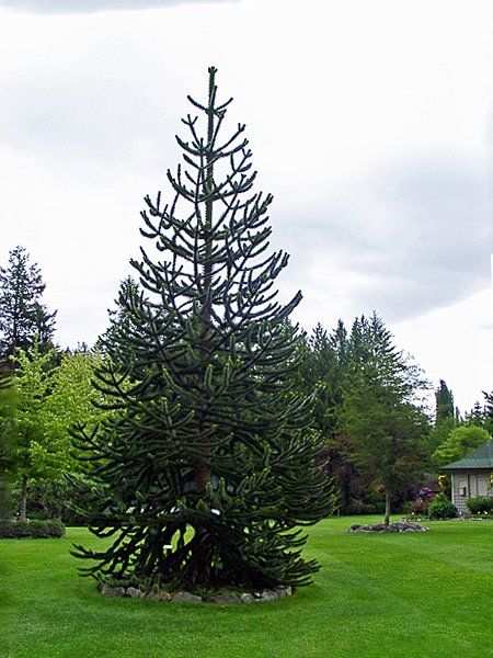 Butchart Gardens tree